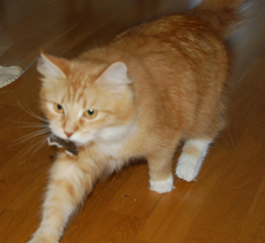 sibirisk katt